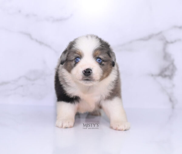 Mini / Toy Australian Shepherd Puppy Stellie