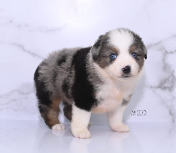 Mini / Toy Australian Shepherd Puppy Stellie
