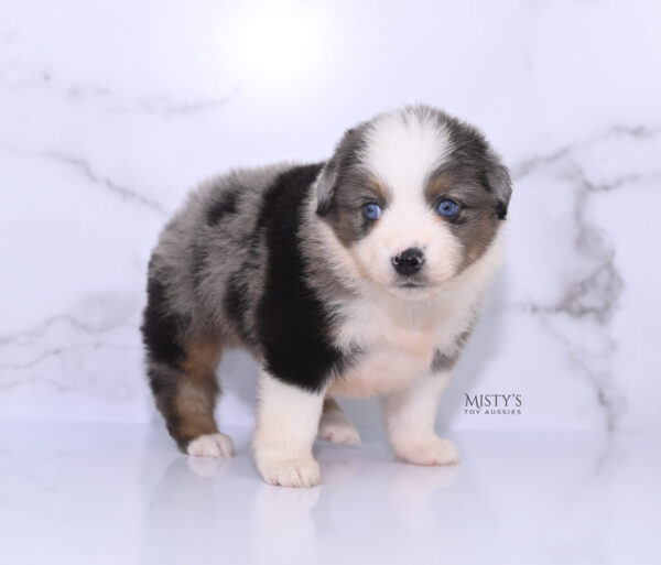 Mini / Toy Australian Shepherd Puppy Stellie