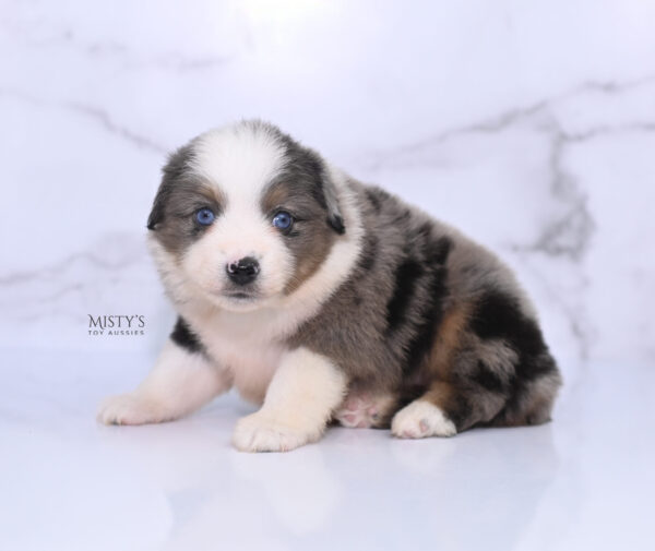 Mini / Toy Australian Shepherd Puppy Stellie