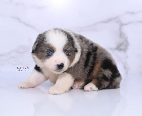 Mini / Toy Australian Shepherd Puppy Stellie