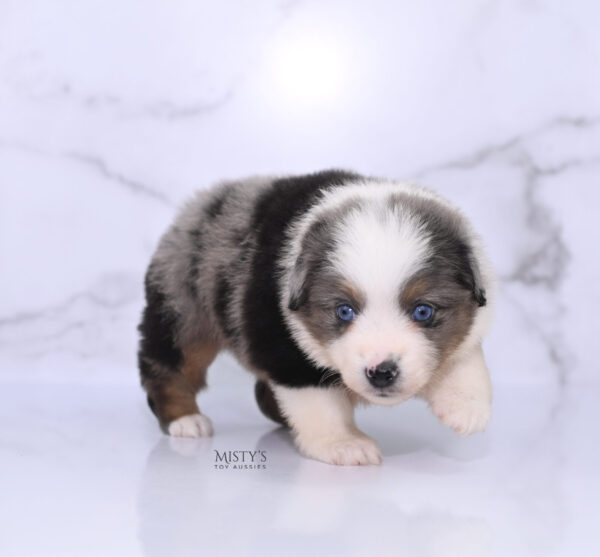 Mini / Toy Australian Shepherd Puppy Stellie