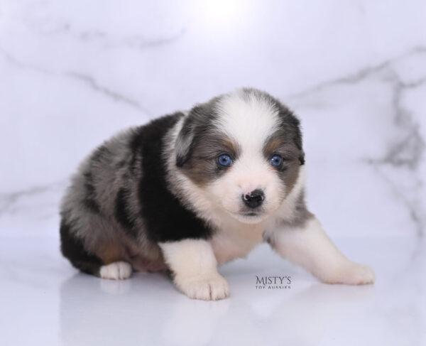 Mini / Toy Australian Shepherd Puppy Stellie