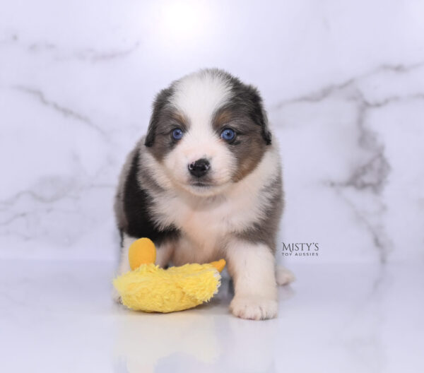 Mini / Toy Australian Shepherd Puppy Stellie