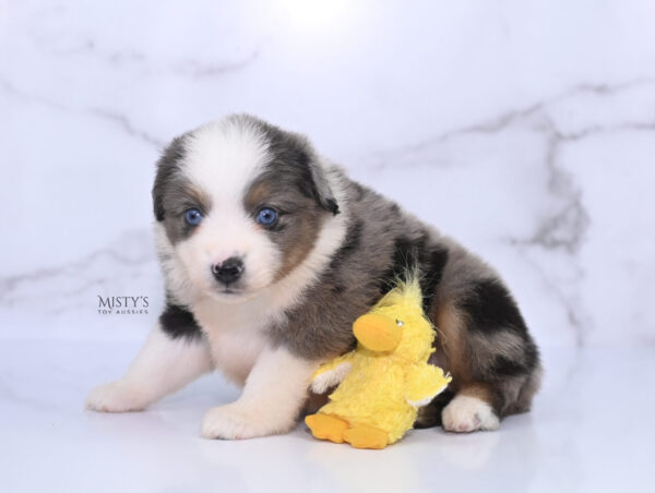 Mini / Toy Australian Shepherd Puppy Stellie