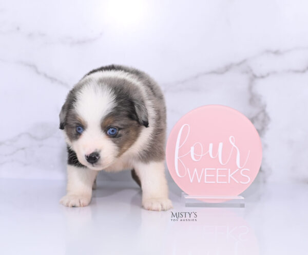 Mini / Toy Australian Shepherd Puppy Stellie