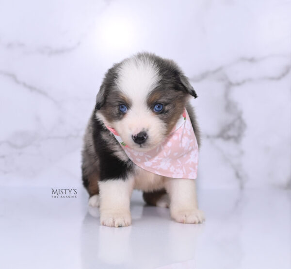Mini / Toy Australian Shepherd Puppy Stellie