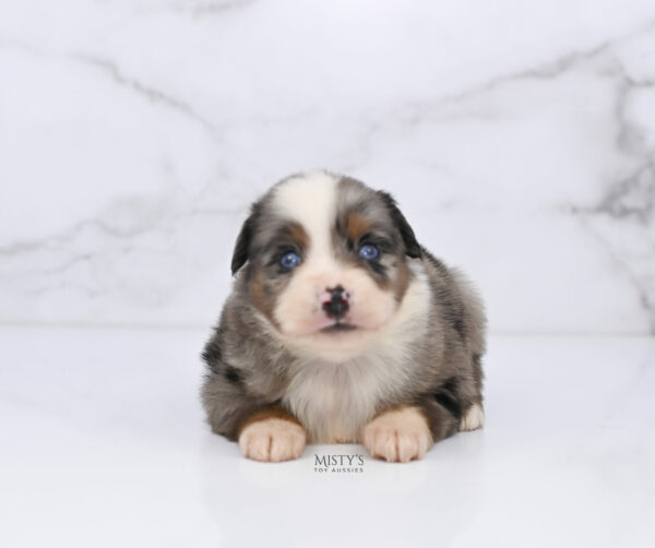 Mini / Toy Australian Shepherd Puppy Taluka