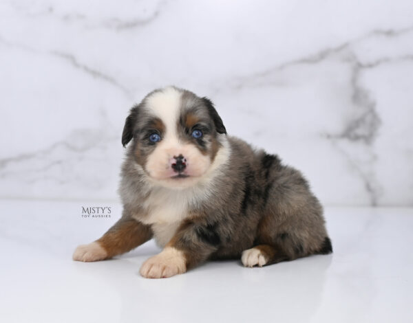 Mini / Toy Australian Shepherd Puppy Taluka