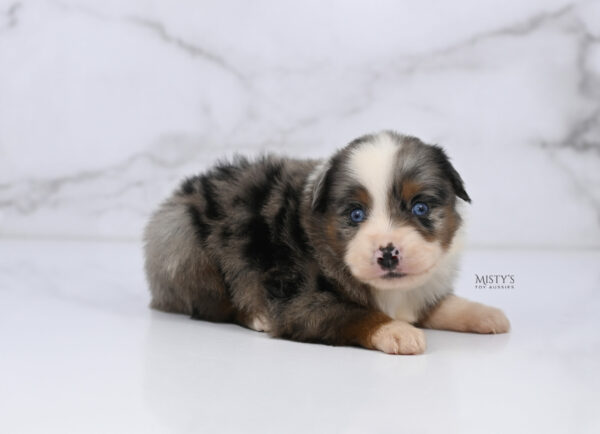 Mini / Toy Australian Shepherd Puppy Taluka