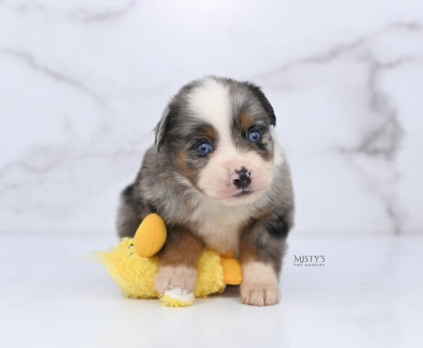 Mini / Toy Australian Shepherd Puppy Taluka