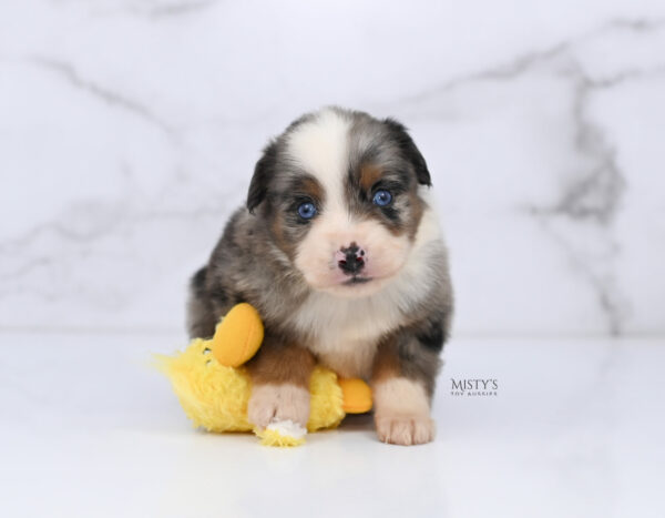 Mini / Toy Australian Shepherd Puppy Taluka