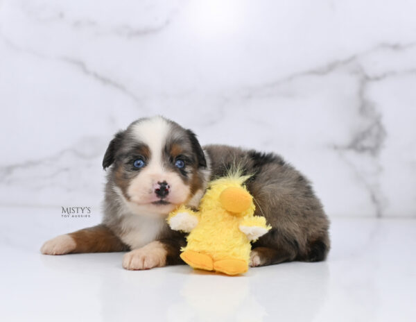 Mini / Toy Australian Shepherd Puppy Taluka