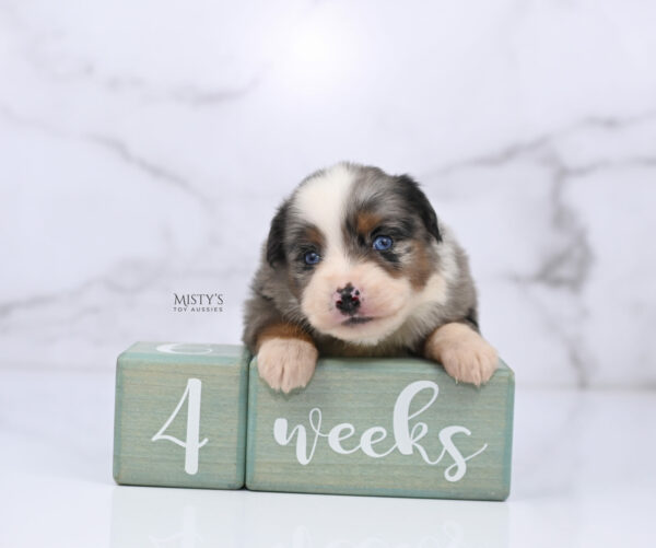 Mini / Toy Australian Shepherd Puppy Taluka