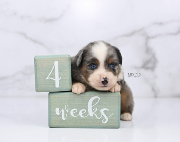 Mini / Toy Australian Shepherd Puppy Taluka