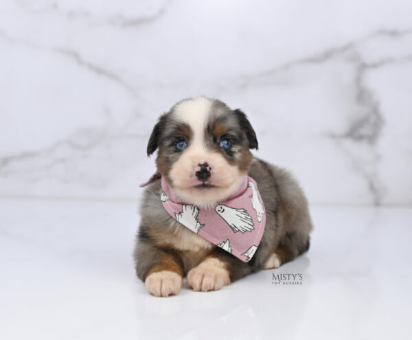 Mini / Toy Australian Shepherd Puppy Taluka