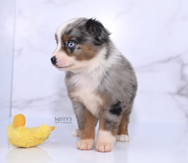 Mini / Toy Australian Shepherd Puppy Taluka