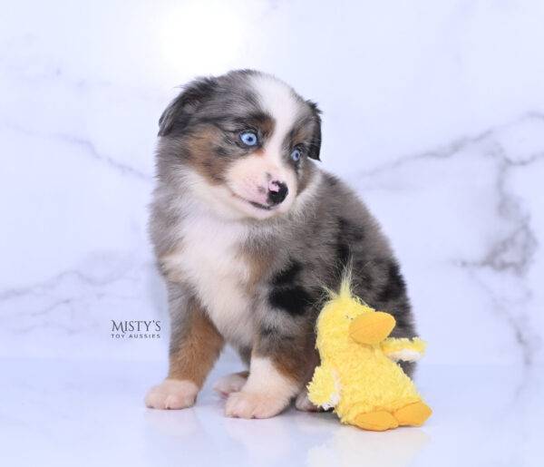 Mini / Toy Australian Shepherd Puppy Taluka