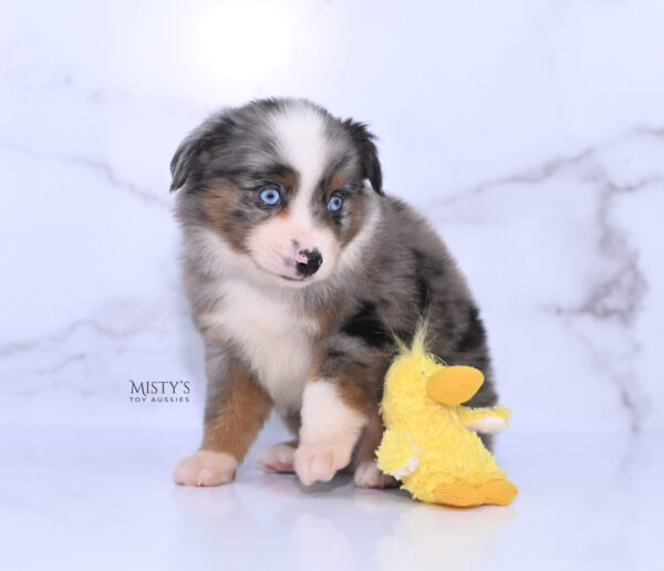 Mini / Toy Australian Shepherd Puppy Taluka