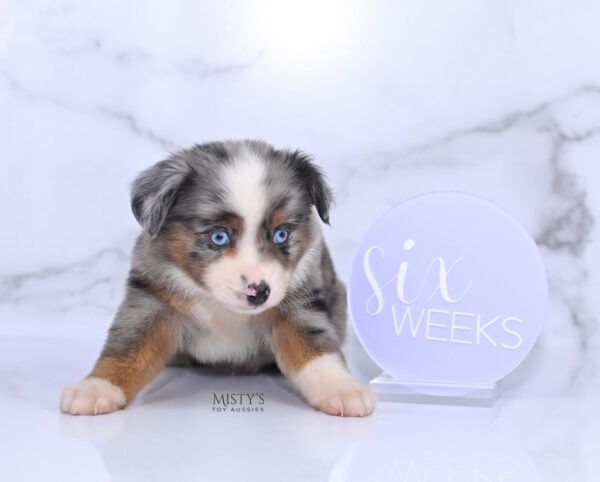 Mini / Toy Australian Shepherd Puppy Taluka