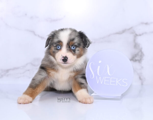 Mini / Toy Australian Shepherd Puppy Taluka