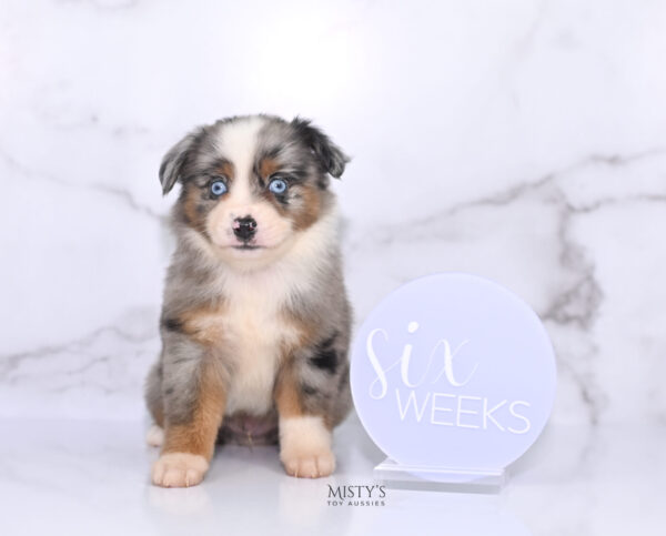 Mini / Toy Australian Shepherd Puppy Taluka