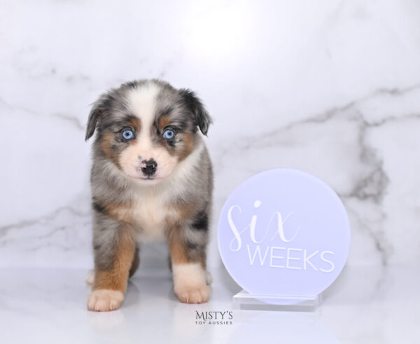 Mini / Toy Australian Shepherd Puppy Taluka