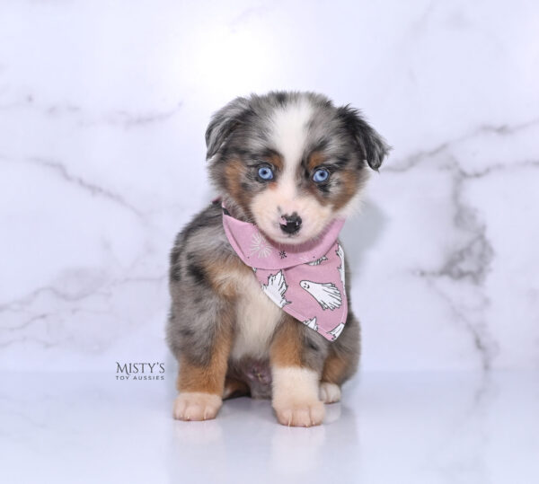 Mini / Toy Australian Shepherd Puppy Taluka