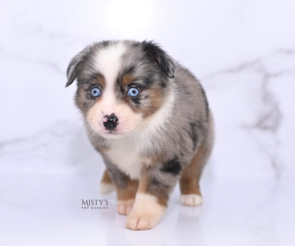 Mini / Toy Australian Shepherd Puppy Taluka