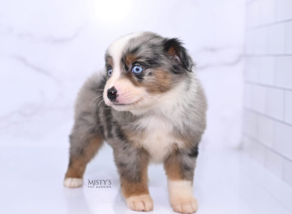 Mini / Toy Australian Shepherd Puppy Taluka