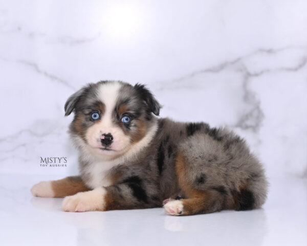 Mini / Toy Australian Shepherd Puppy Taluka