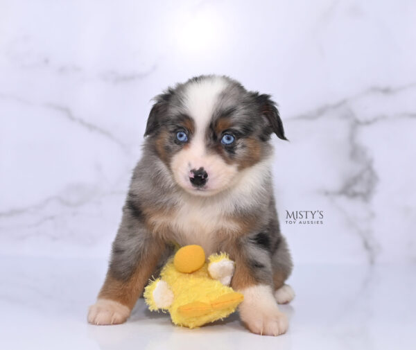 Mini / Toy Australian Shepherd Puppy Taluka