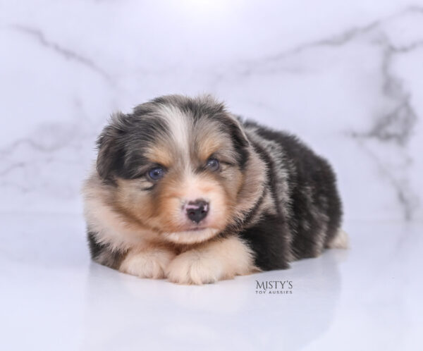 Mini / Toy Australian Shepherd Puppy Opie