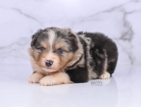Mini / Toy Australian Shepherd Puppy Opie