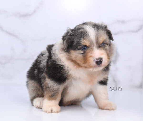 Mini / Toy Australian Shepherd Puppy Opie