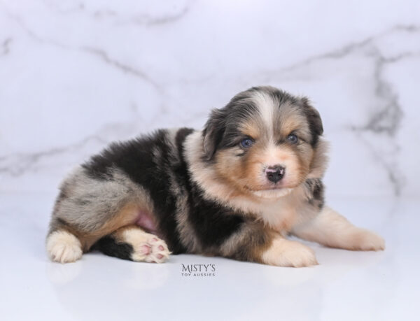 Mini / Toy Australian Shepherd Puppy Opie