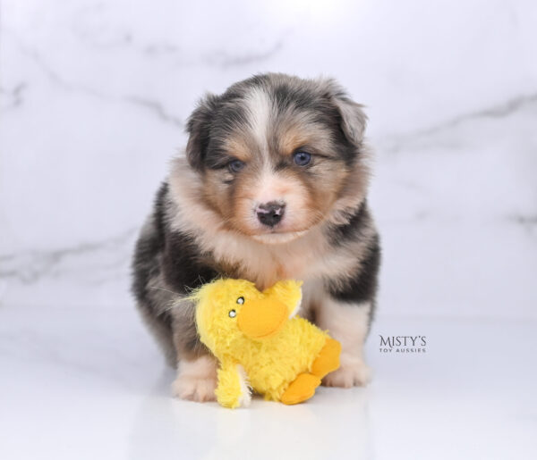 Mini / Toy Australian Shepherd Puppy Opie