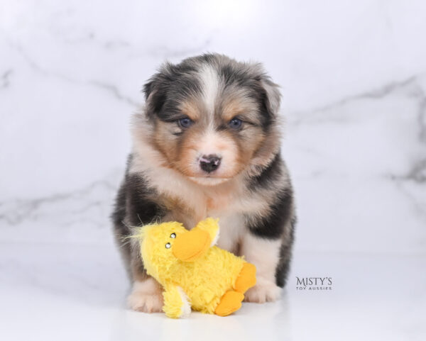 Mini / Toy Australian Shepherd Puppy Opie
