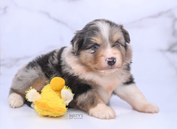 Mini / Toy Australian Shepherd Puppy Opie