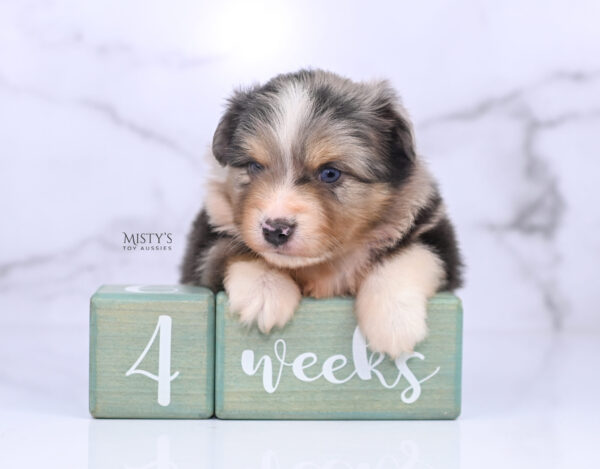 Mini / Toy Australian Shepherd Puppy Opie