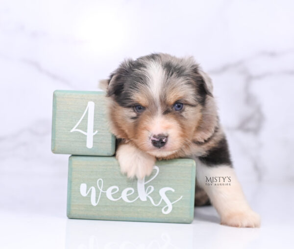Mini / Toy Australian Shepherd Puppy Opie
