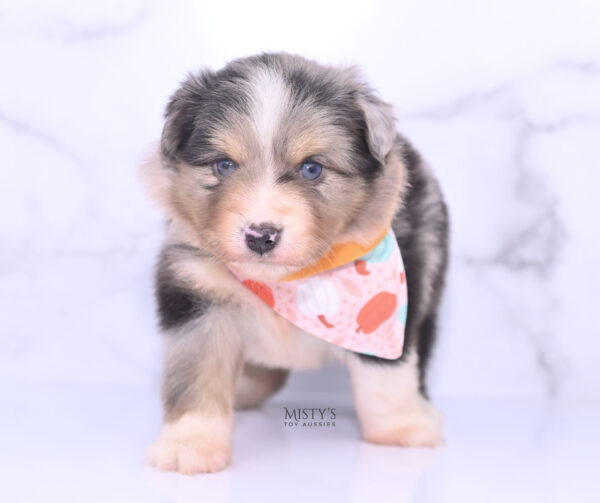 Mini / Toy Australian Shepherd Puppy Opie