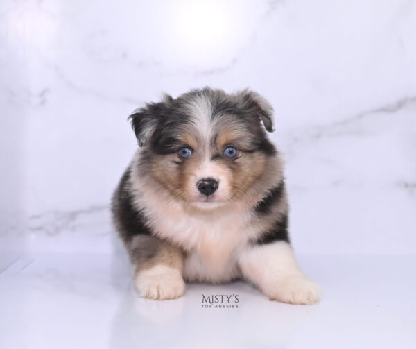 Mini / Toy Australian Shepherd Puppy Turbo