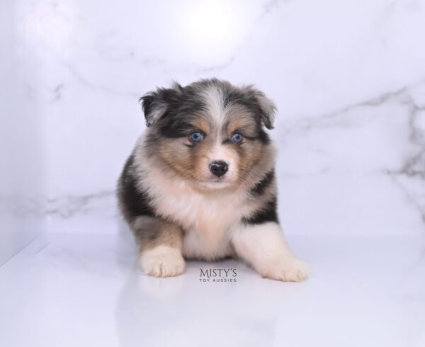 Mini / Toy Australian Shepherd Puppy Turbo