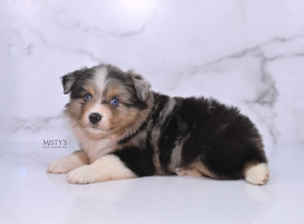 Mini / Toy Australian Shepherd Puppy Turbo