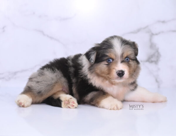 Mini / Toy Australian Shepherd Puppy Turbo