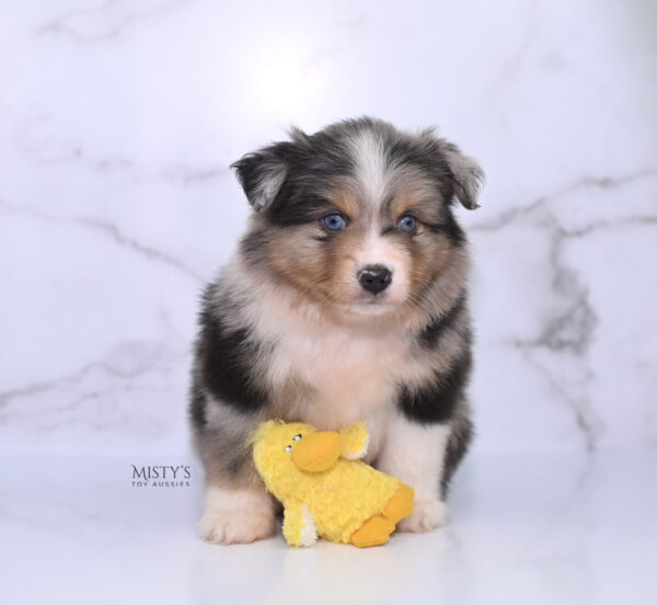 Mini / Toy Australian Shepherd Puppy Turbo