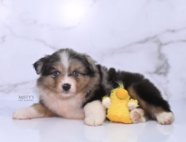 Mini / Toy Australian Shepherd Puppy Turbo