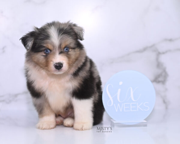 Mini / Toy Australian Shepherd Puppy Turbo