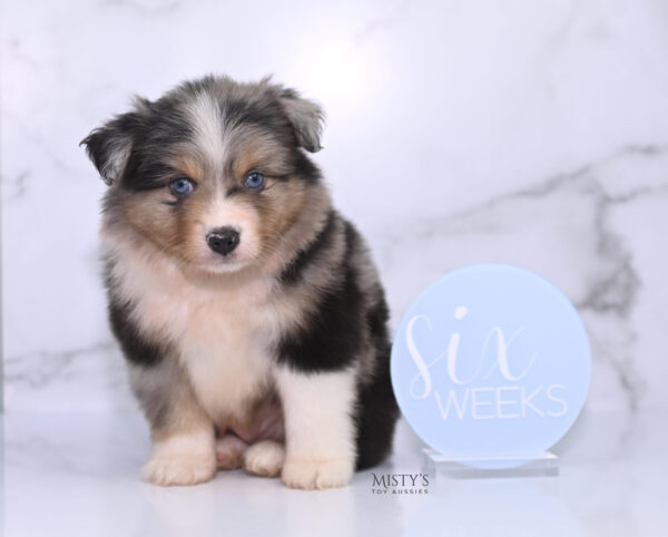 Mini / Toy Australian Shepherd Puppy Turbo